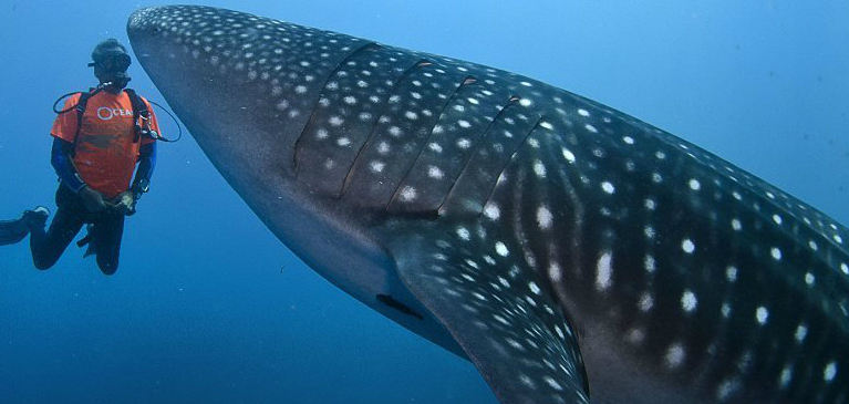 Whale Shark Encounter