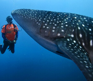 Whale Shark Encounter