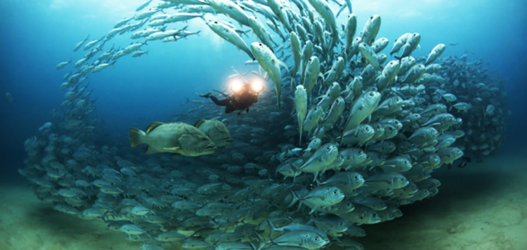 Cabo Pulmo Snorkeling