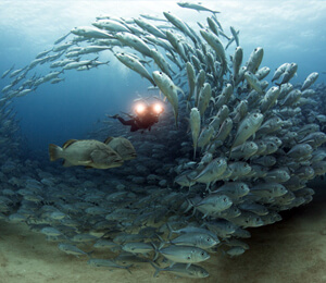 Cabo Pulmo Snorkeling